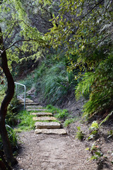 Obraz premium footpath in the forest