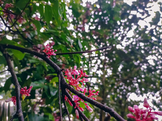 Carambola, also known as star fruit or 5 fingers, is the fruit of Averrhoa carambola, a species of tree native to tropical Southeast Asia.