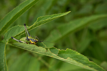 Green grasshopper on a plant