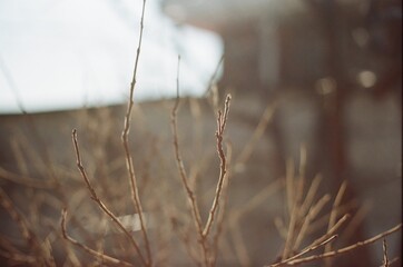tree branch