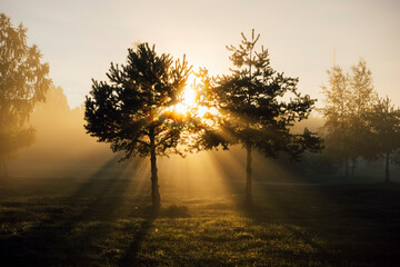 Sunrise light shines trough the trees in the in the morning