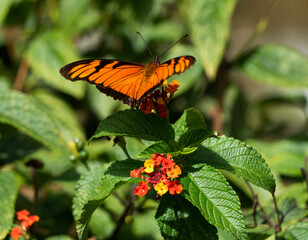Dione juno, la mancha plateada de Juno,  , es una especie de mariposa de la subfamilia Heliconiinae de la familia Nymphalidae 