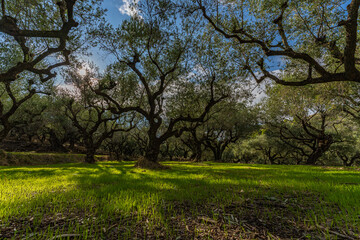 Fototapeta na wymiar Koroneiki Olivenbäume auf grüner Wiese