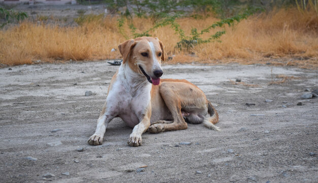 Street dog close up homeless animal photo