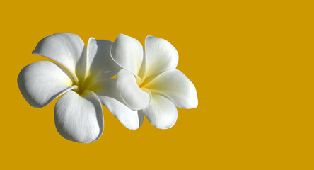 Isolated white plumeria flower with clipping paths.
