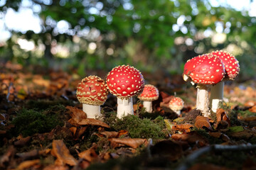 Red and white capped fly agaric mushrooms in beech woodland.