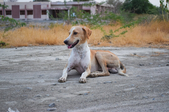 Street dog close up homeless animal photo road side looking