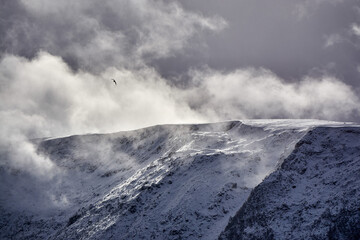 A gull gliding over the peaks, Norway