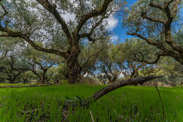 Koroneiki Olivenbäume auf grüner Wiese