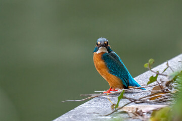 Close-up of a blue kingfisher sitting on a stoneduring spring time on sunny day