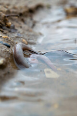 Earthworm and the first spring stream, close-up, selective focus.