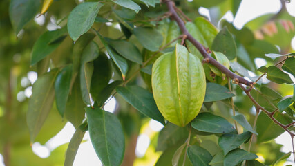 tree with fruits