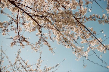 Cherry Blossom