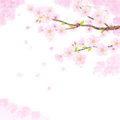 Obraz na płótnie Canvas 桜の枝、水彩、テクスチャー
