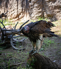 Front view of large turkey vulture up close with wings raised