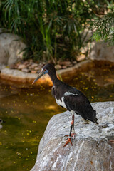 Abdim Stork from Africa with white belly, red legs, and blue on face