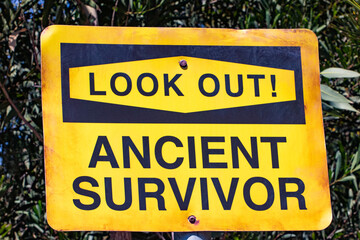 Fototapeta premium Humorous Yellow sign indicating to look out for Ancient Survivor