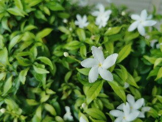 Jasminum auriculatum is flower pure white