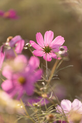 Obraz premium コスモス畑 