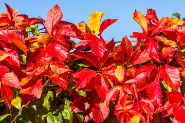 Obraz premium Herbstfarben