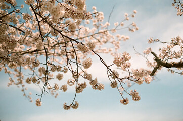 Cherry Blossom