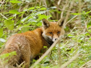 red fox in the forest