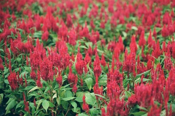 plant and flower in the garden