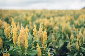 plant and flower in the garden