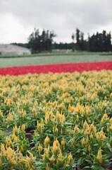 plant and flower in the garden