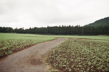 plant and flower in the garden
