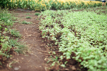 plant and flower in the garden
