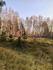 Trees in the autumn forest look picturesque