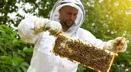 Beekeeper on an apiary, collecting or taking out honeycomb or wooden frames from bee hive for fresh, meadow honey, plenty of bees