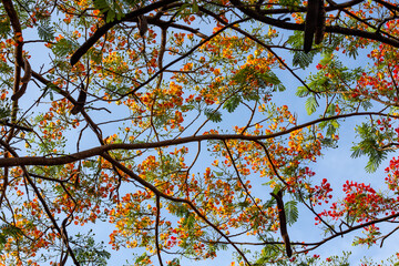 Under the flowering tropical flamboyant tree in selective focus and blue sky background.