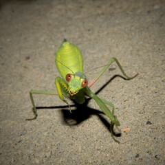 Funny mantis  insect