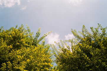 tree and flower in the park