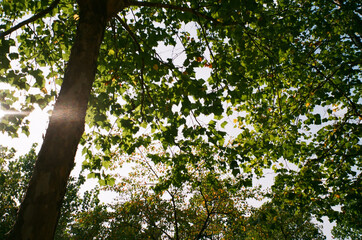 tree and flower in the park