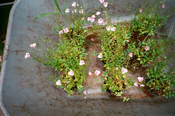 tree and flower in the park