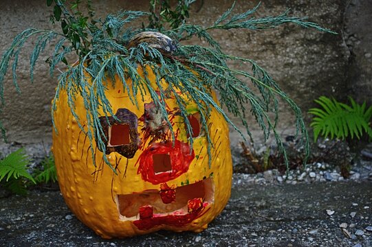 Scary carved pumpkin jack o'lantern with red nose and mouth, hair like a kelpie made of thuja or some coniferous tree branches, with mouth wide open, placed on concrete murral. 