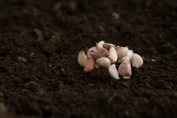 Garlic clove on soil after harvest at organic farm.