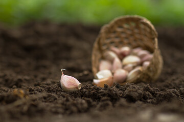 Garlic clove on soil with basket after harvest at farm.