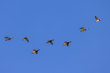 Flock of seven ducks in flight
