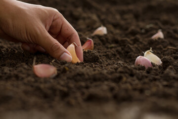 Farmer planting garlic clove in soil at garden.