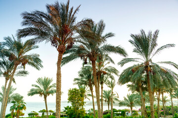 Landscape of date palms against the sky at sunset.