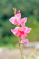 pink flower on green background