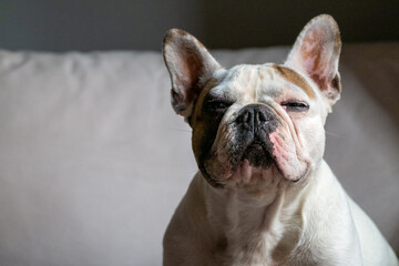 White French Bulldog with brown spots