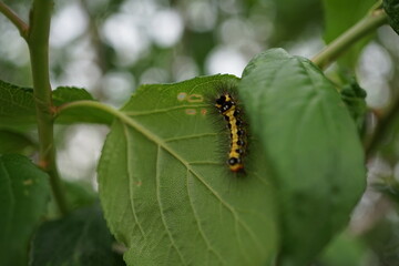 葉っぱの裏にいる虫