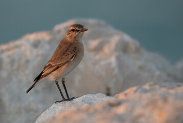 Fototapeta premium Isabelline Wheatear on limestone rock at Busaiteen coast of Bahrain