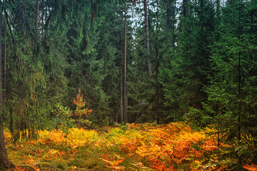 green spruce forest with yellow orange ferns on ground