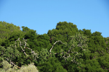 Central California coastal mountain forest south of San Francisco on a bright summer day